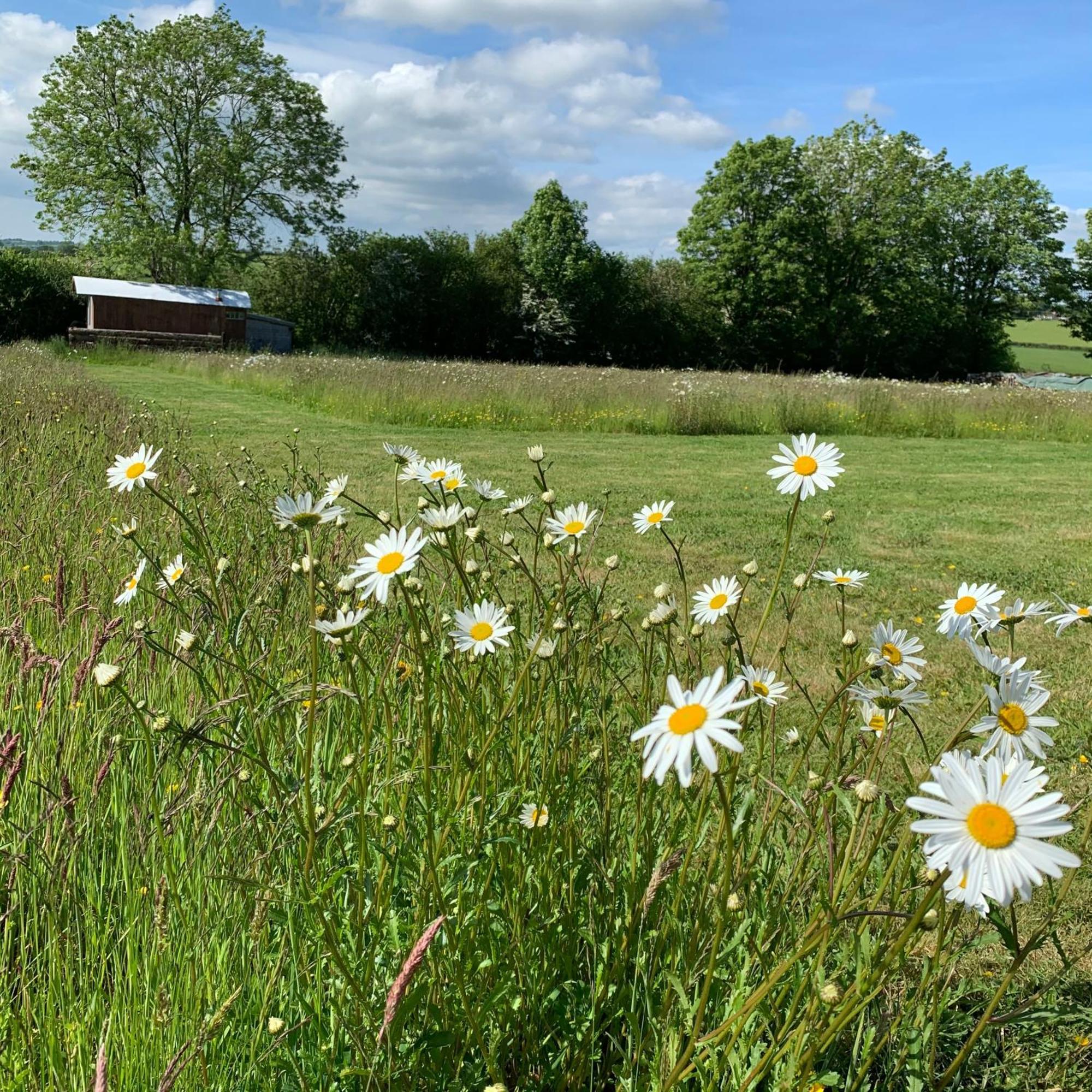 Hotel Ceridwen Glamping, Double Decker Bus And Yurts Llandysul Esterno foto